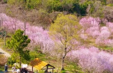 桃花开了，该去响堂了