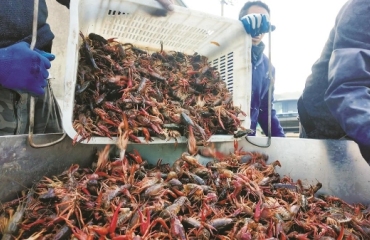 一农场日出货量近1000公斤 宁波本地稻田小龙虾来了