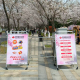 樱约而至 福彩同行——扬州邗江福彩亮相鉴真路樱花大道