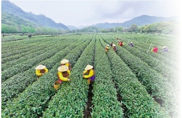 春雨润茶香 明前采摘忙