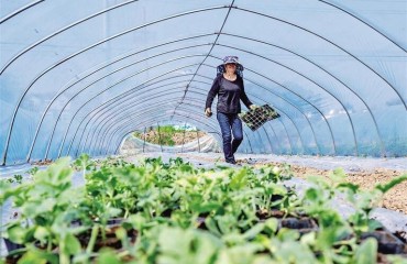 繁昌区：“大棚经济”助振兴