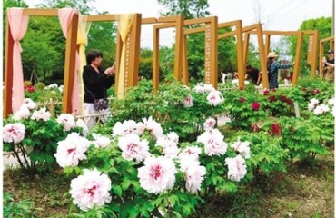 国色天香迎客来