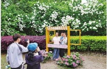 湘湖绣球 盛放迎客