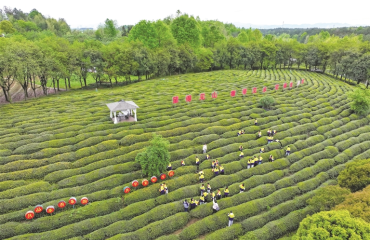 茶园研学欢乐多