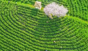 茶香研学之旅 | 春天的气息在最美“抹茶庄园”呼唤你！