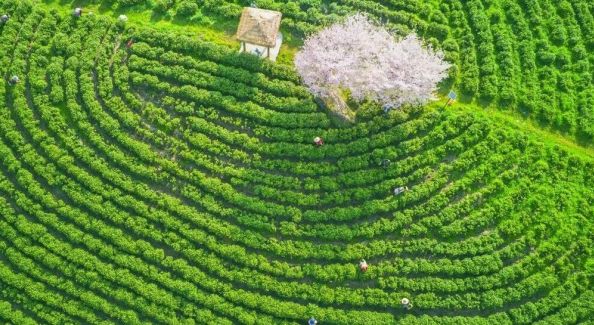 茶香研学之旅 | 春天的气息在最美“抹茶庄园”呼唤你！