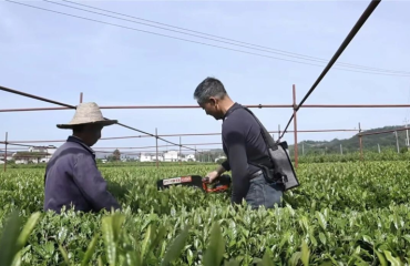 三口镇：机械采茶助农富