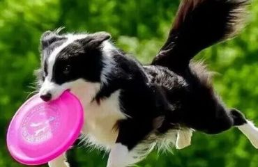 汪汪队，起飞！