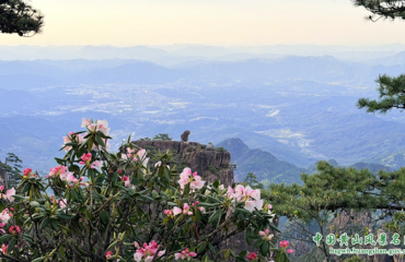 閱盡如畫春色暢游暖心黃山