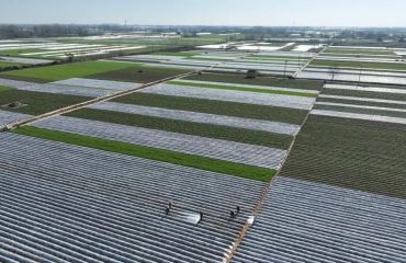 丰县范楼镇入选 2026年农业产业强镇项目立项名单