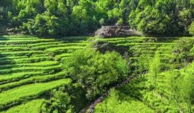 跟着《家业》游徽州 | 第五站：大灵山，云海梯田间的徽州水墨秘境