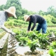 夏管菊苗促增收