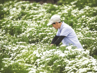 盐铺村里采花忙