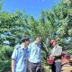 徽州區(qū)：強化產(chǎn)地監(jiān)管 守護當(dāng)季鮮果安全