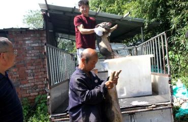 比发展 讲奉献 重实干 | 徽州区：订单养殖促增收 皖南花猪“拱开”致富门