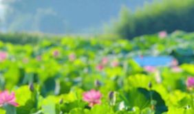 浪漫一夏·乐游徽州｜Vol.03 潜口镇：养生潜口，独占鳌头 | 古徽州 新生活 | 皖美夏日