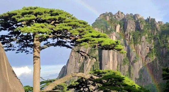 黄山真的是福地！迎客松旁中了656万！| 古徽州 新生活