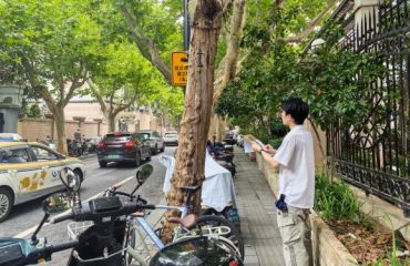 上海市绿化管理指导站开展行道树安全风险评估