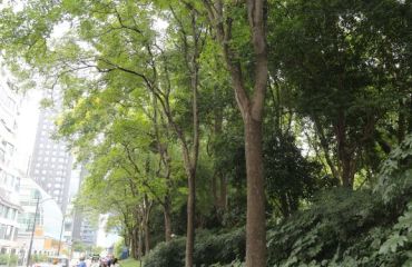 上海市绿化管理指导站开展重点商圈行道树蚜虫专项排查工作
