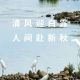 今日白露