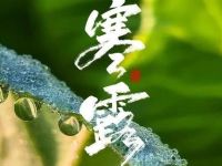 今日寒露，记得添衣