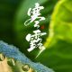 今日寒露,记得添衣