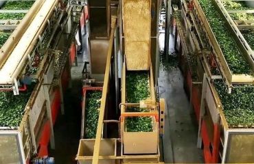 安徽日报报道广德：跨界创新 茶叶淡季突围