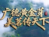 广德这一叶！