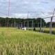 省种子管理总站组织专家来我市考察水稻品种区域试验工作