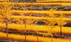 徽州自在时节 | Vol.04 呈坎镇：一山红蓼，半坡稻浪 | 古徽州 新生活