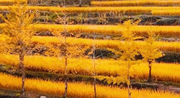 徽州自在时节 | Vol.04 呈坎镇：一山红蓼，半坡稻浪 | 古徽州 新生活