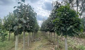 上海市园科院完成市花白玉兰自主知识产权品种千株大规格工程苗储备
