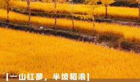 徽州自在时节 | Vol.04 呈坎镇：一山红蓼，半坡稻浪