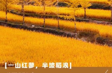 徽州自在时节 | Vol.04 呈坎镇：一山红蓼，半坡稻浪