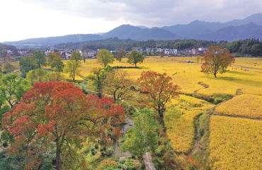 塔川秋色渐浓