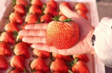 临泉甜“莓”的密码何在?