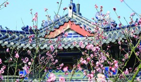 南京梅花山早梅绽放