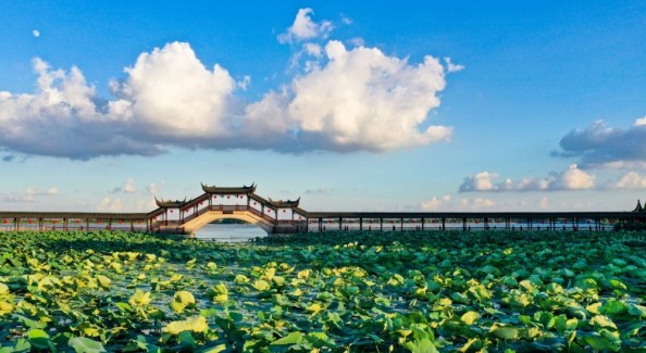 水乡飘来咖啡香：一个江南小镇的乡村振兴新叙事