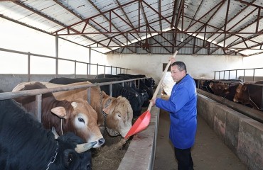 旌德黄牛养成记