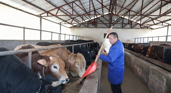 旌德黄牛养成记