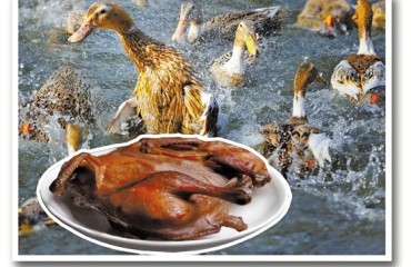 天天上“健身房”的缙云麻鸭，真香