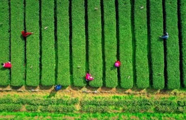 浙江山区海岛县土特产全产业链总产值近千亿元