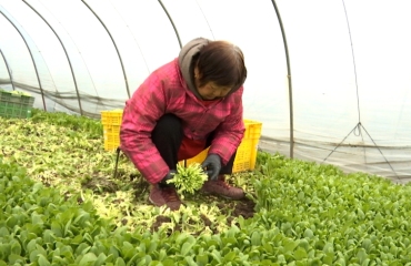 织梦果蔬：稳产保供 蔬菜产业链成型