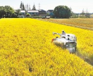 超大城市上海，农村如何发展？