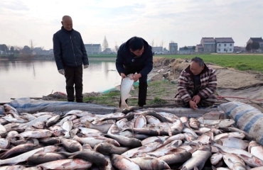 起年鱼 庆丰收 迎新春