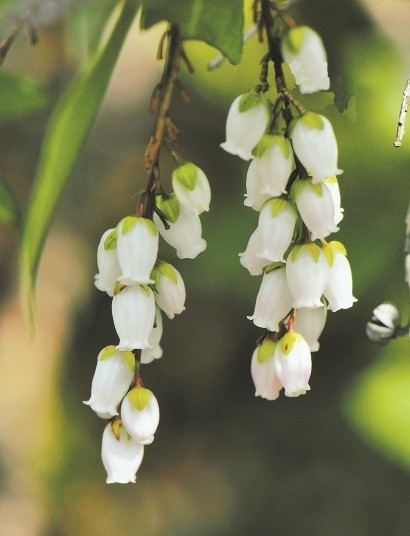 春节临近，哪里看“马”?