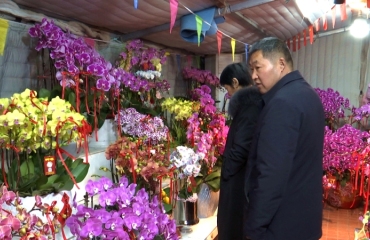 花开富贵 花木市场年宵花旺销
