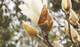 玉兰应候至 今岁不违时