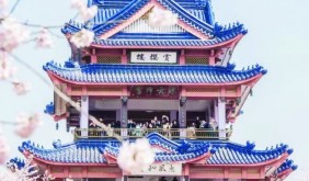 跟著馬拉松“錫游記”：赴江南櫻花之約