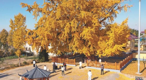 “文學(xué)繁花”能否“點(diǎn)亮”一方發(fā)展